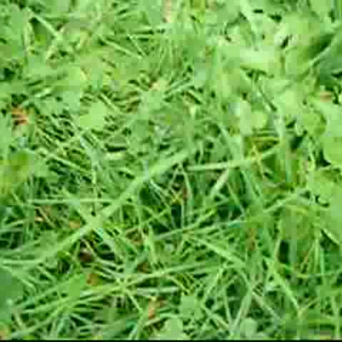 Cows - Point of View Movie