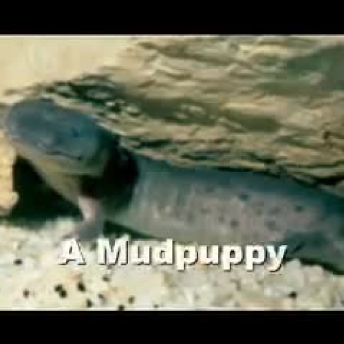Anoles vs Mudpuppies