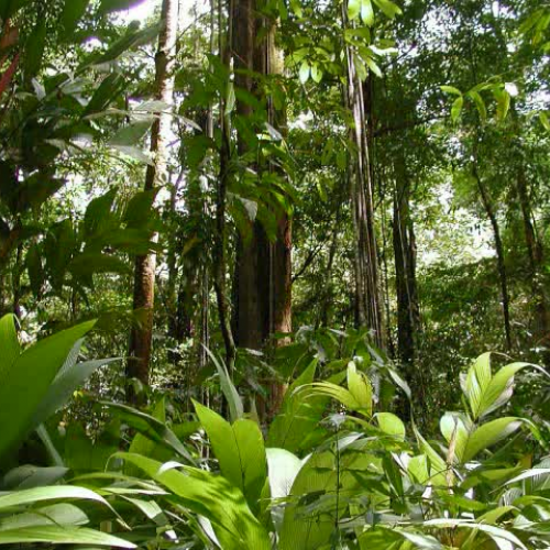 Amazon Deforestation
