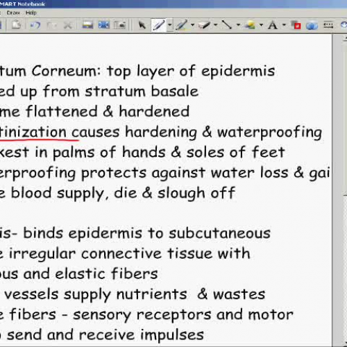 Integumentary System Lecture Part1b