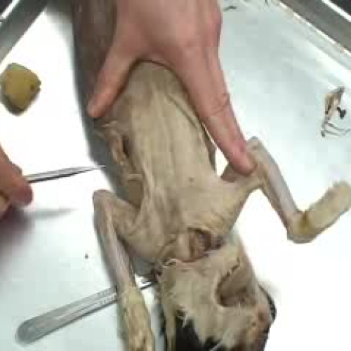 Cat Dissection Muscle Overview