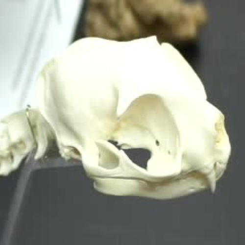 Cat Skeleton