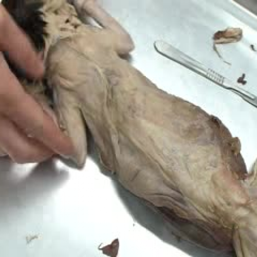 Cat Dissection Dorsal Muscles