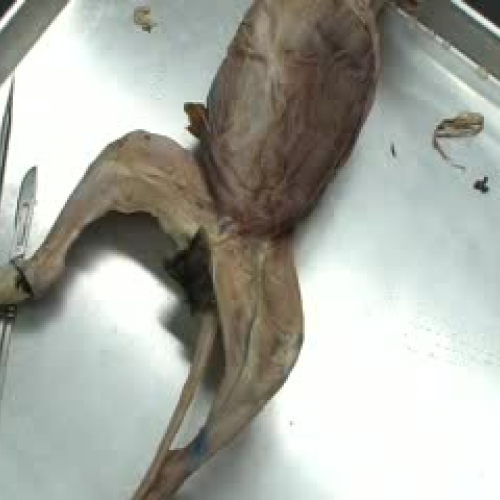 Cat Dissection Femoral Muscles