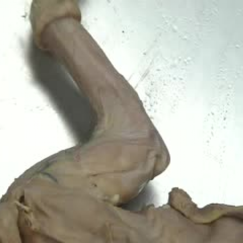 Cat Dissection Upper Arm Muscles