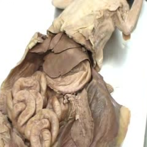Cat GI digestive system dissection
