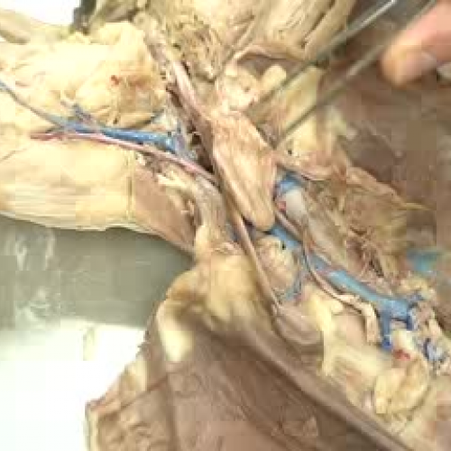 Cat female reproductive system