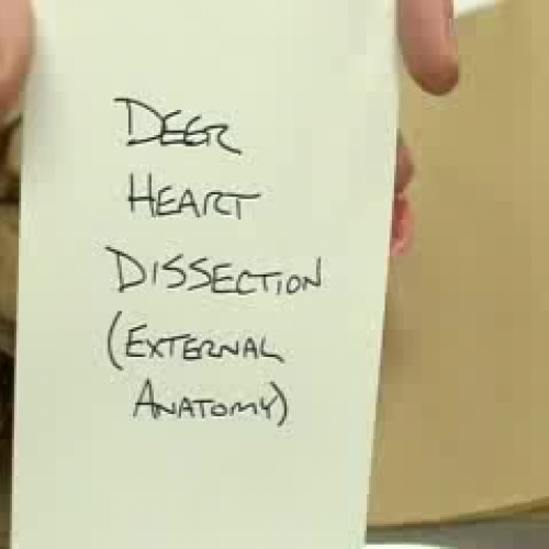 External Deer Heart Structures