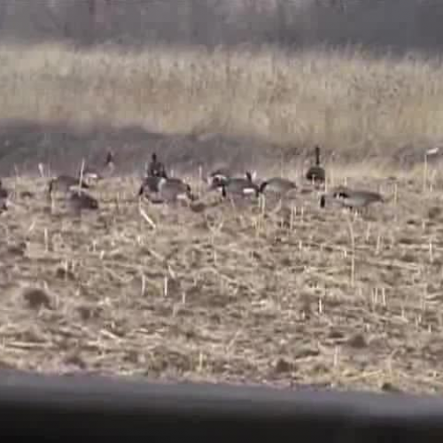 brooke english project