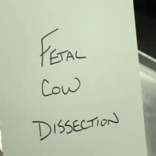 Fetal Cow Dissection