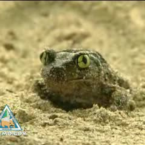 Eastern Spadefoot Toad