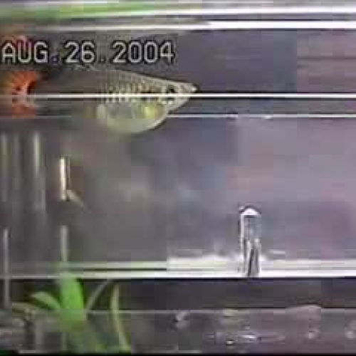 Guppy birth