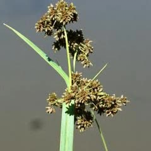 Betsie River Project