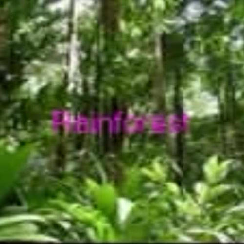 Rainforests are Important!