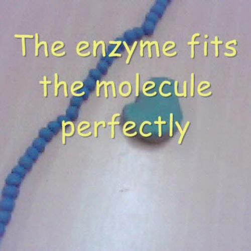 Enzyme Activity