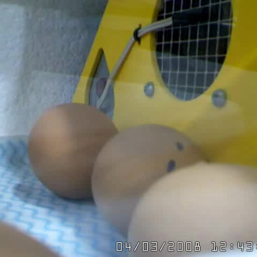 Living Eggs Day 2