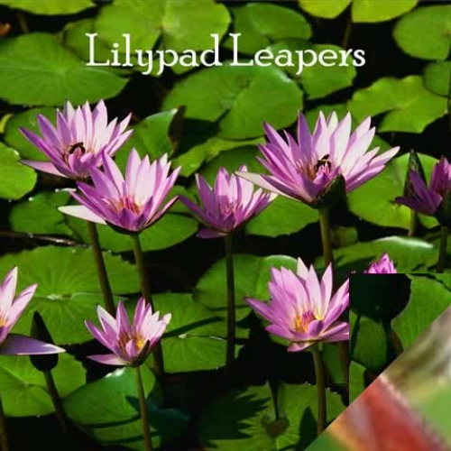 Lilypad Leapers
