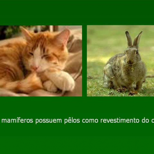O revestimento dos animais