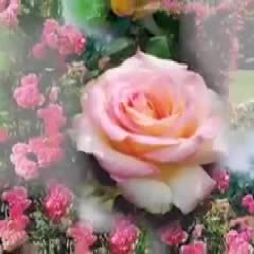 stephen rose poem