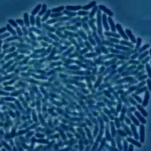 Bacteria Multiplying