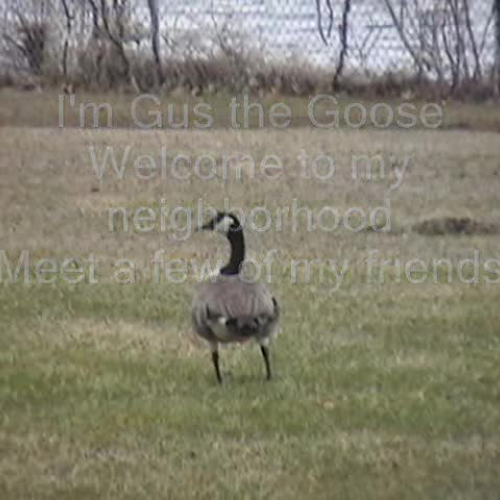 Gus the Goose