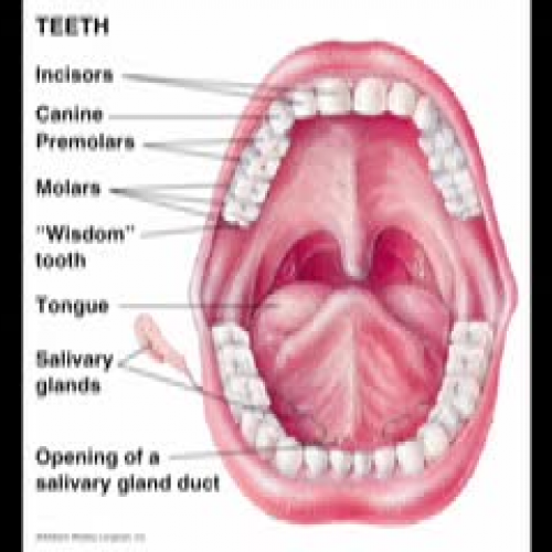 Digestion Movie - Max Liam and Matt H