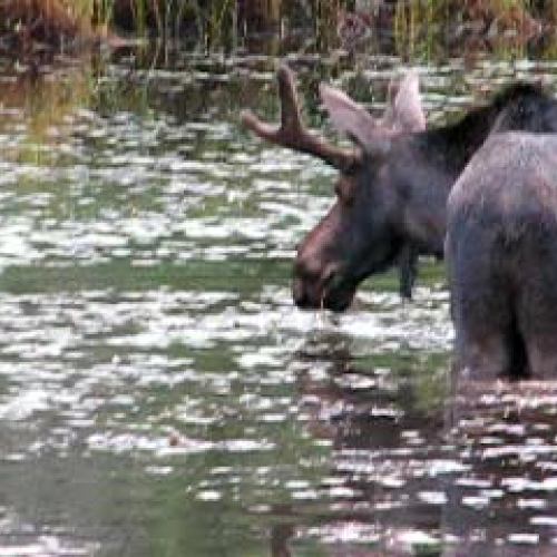 Moose