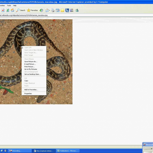 Copying pictures into a document