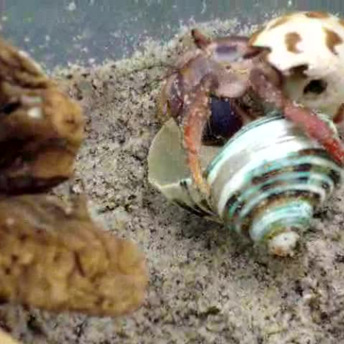 Hermit Crab Shell Change
