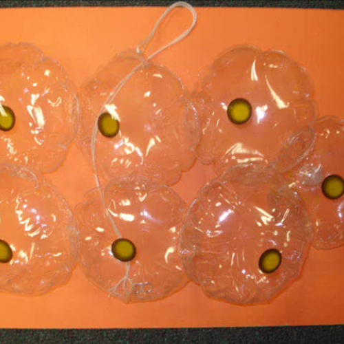 life cycle of a frog