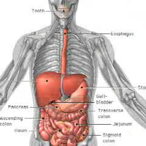 Digestion By Taylor and Brendan