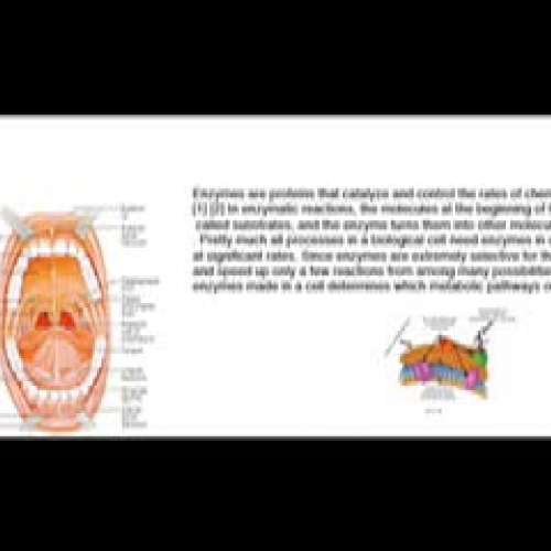 Digestion By Oliver and Mason