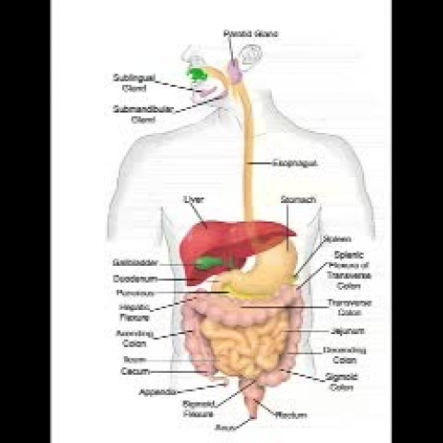 Digestion By Guy Rhys and Thomas