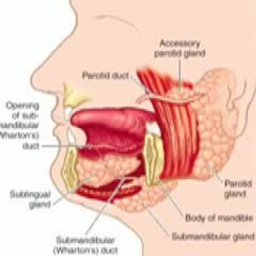 Digestion By Tim Roy and Jerome