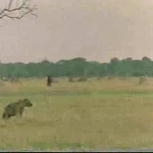Lion versus Hyena