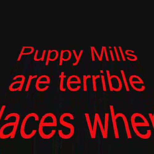 Puppy Mills Need to Be Closed NOW