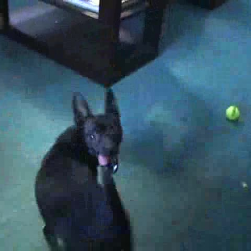 Jesse After Recovering from Being Shot