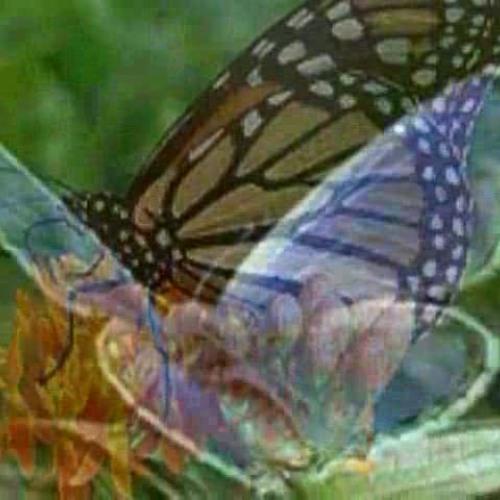 Butterfly Photo Story