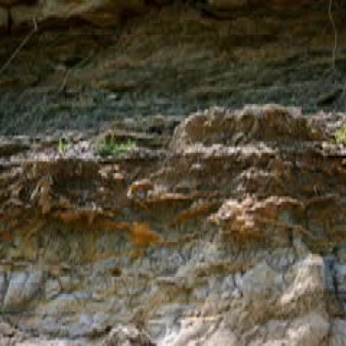 Fossils and Rocks from Eisenhower TX State Pa