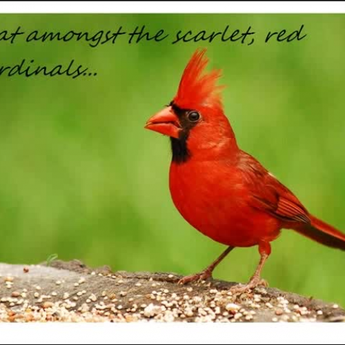 Young in the Oak Tree