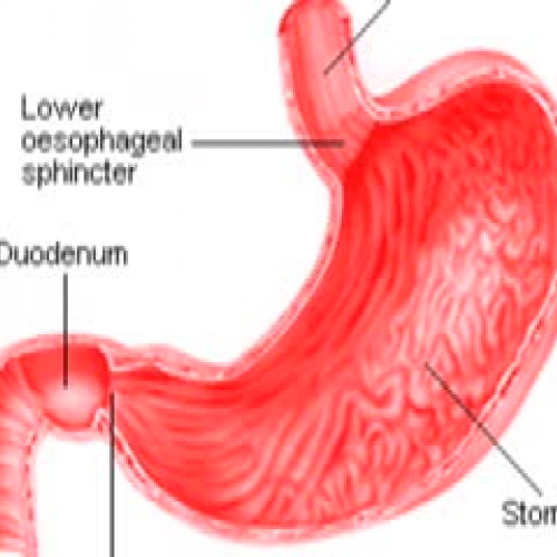 Digestion_by_ Jacob_Sage_Matt