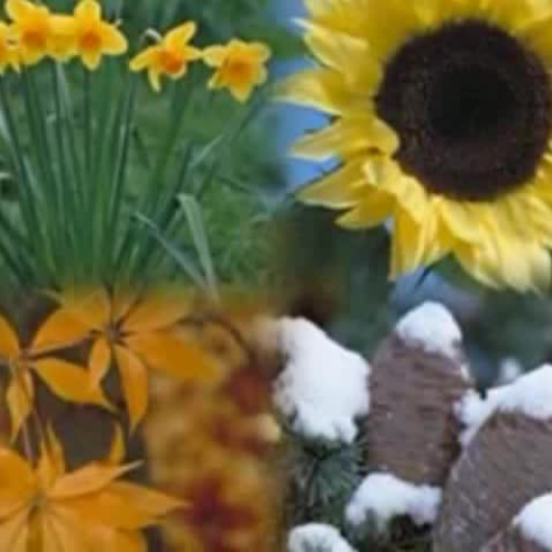 Video Poetry Project