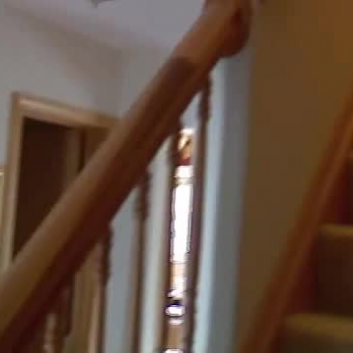 The Bees and The Birds