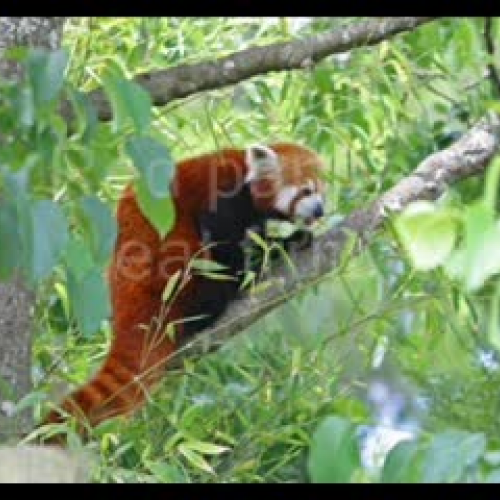 Red Pandas