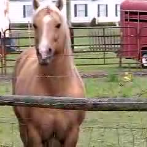 Palomino