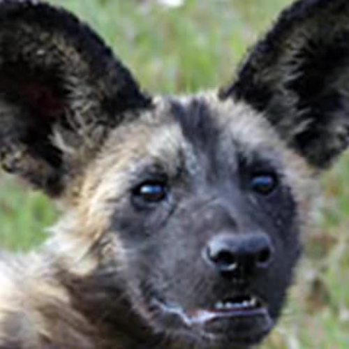 African Painted Dog