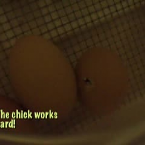 Hatching Baby Chicks