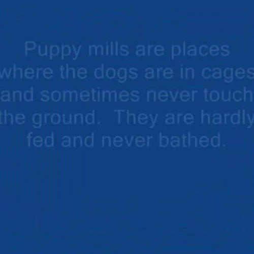 Puppy Mills