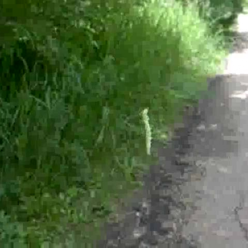 Caterpillar in the breeze