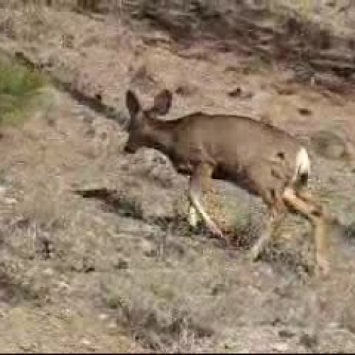 Mule Deer of Lillooet